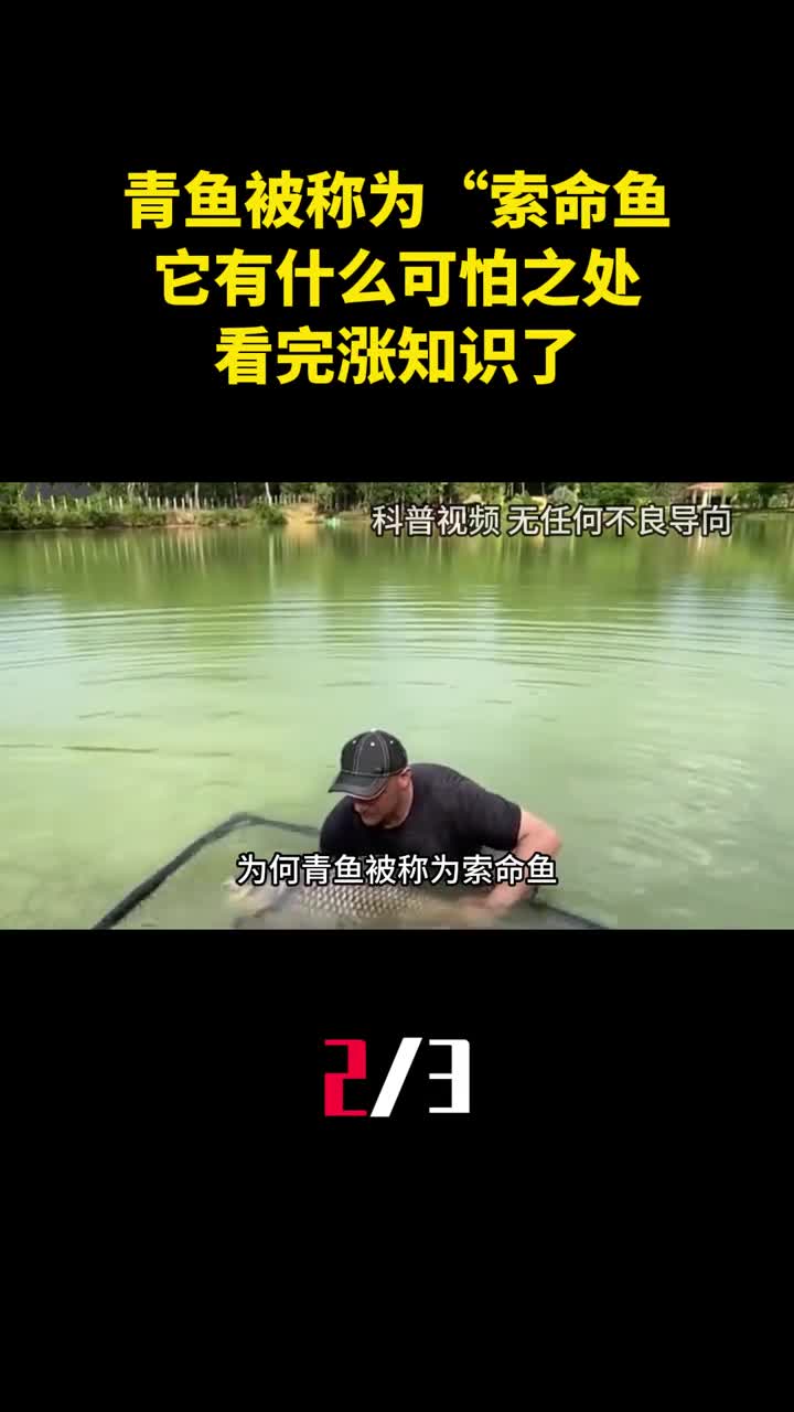 青鱼为何被称为索命鱼它有什么可怕之处看完涨知识了2