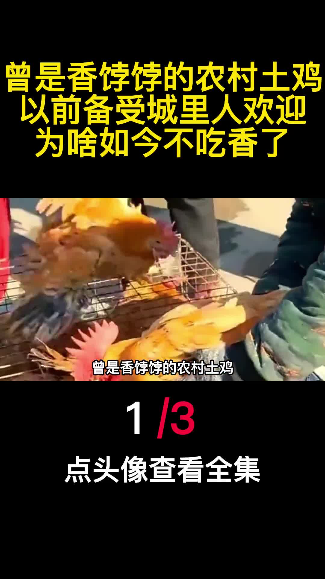 曾是香饽饽的农村土鸡以前备受城里人欢迎为啥如今不吃香了1