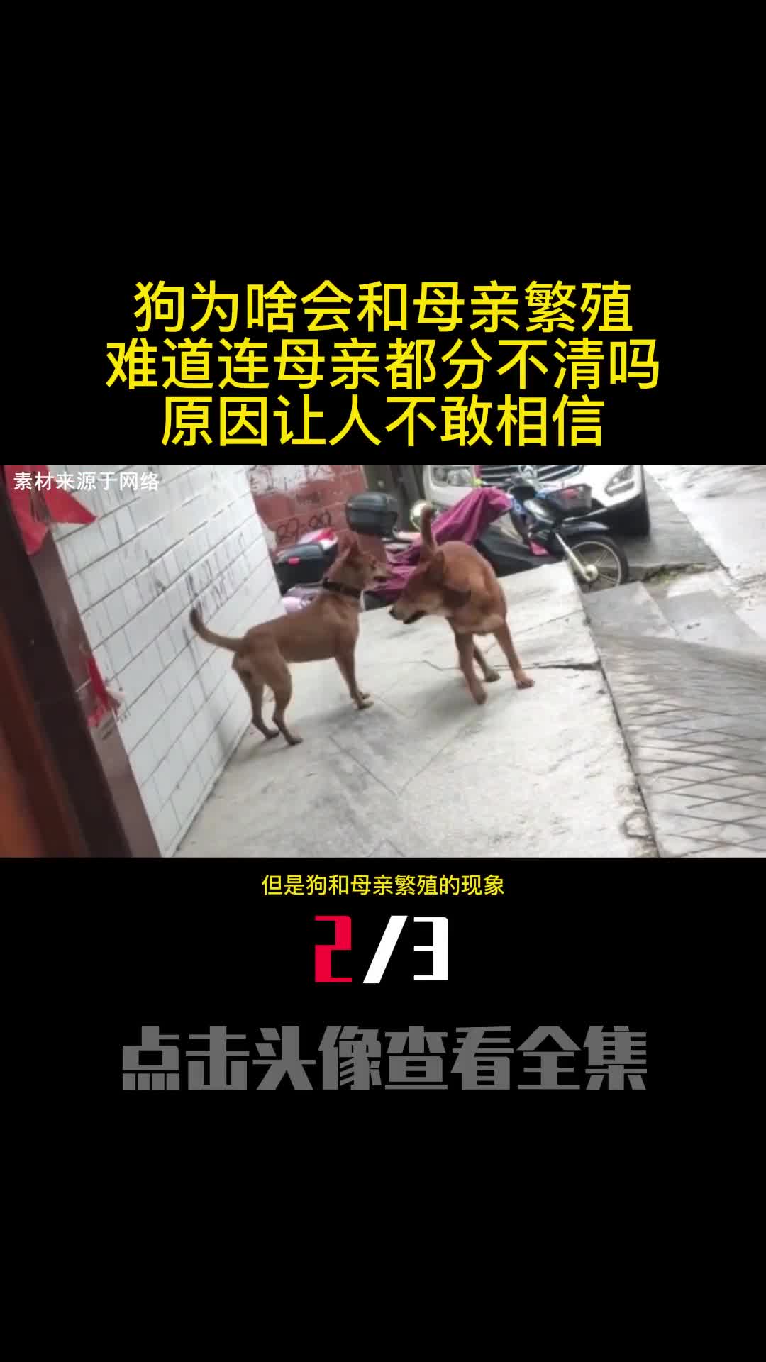 狗为啥会和母亲繁殖难道连母亲都分不清吗原因让人不敢相信2