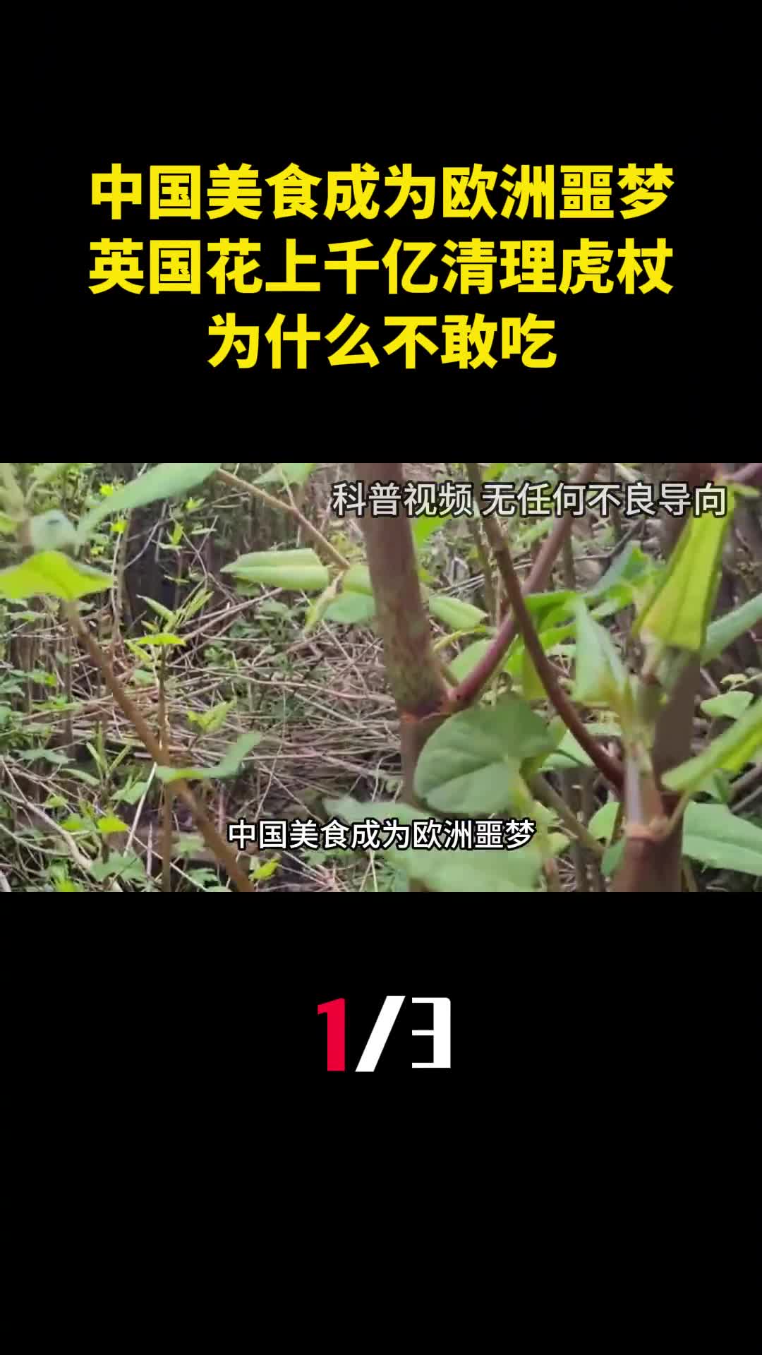 中国美食成为欧洲噩梦英国花上千亿清理虎杖为什么不敢吃1