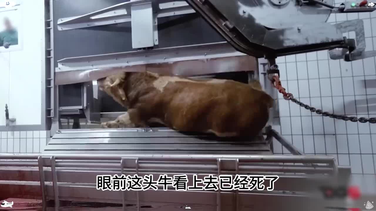 会跳动的肉牛你见过吗没想到做出的牛肉干如此美味