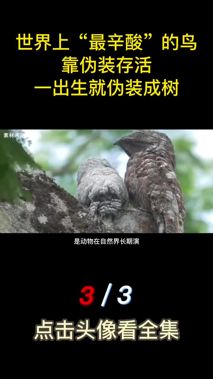 世界上最辛酸的鸟靠伪装存活一出生就伪装成树