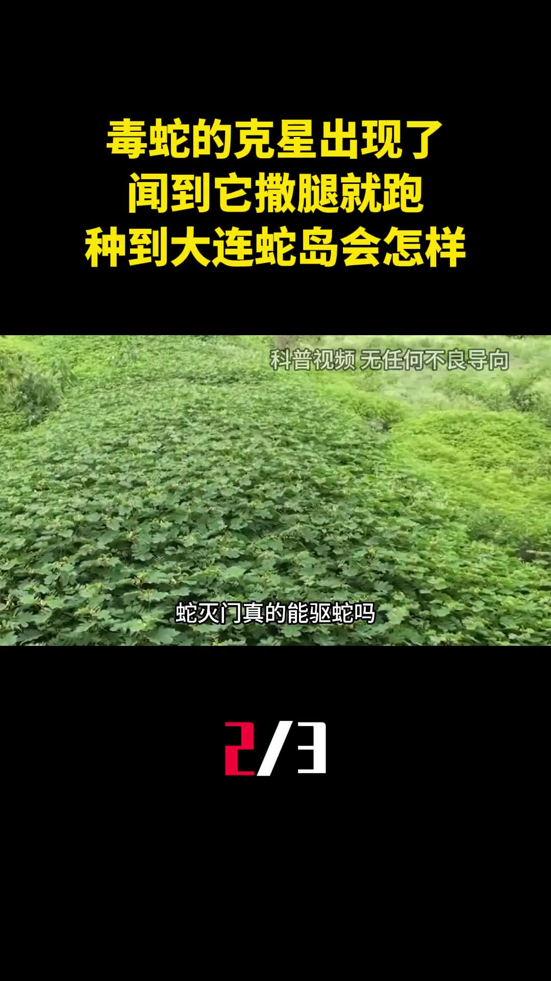 毒蛇的克星出现了闻到它撒腿就跑种到大连蛇岛会怎样2