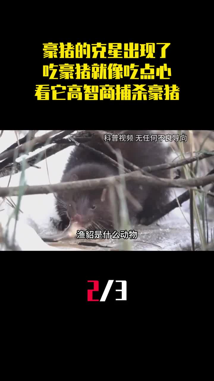 豪猪的克星出现了吃豪猪就像吃点心看它如何高智商捕杀豪猪2