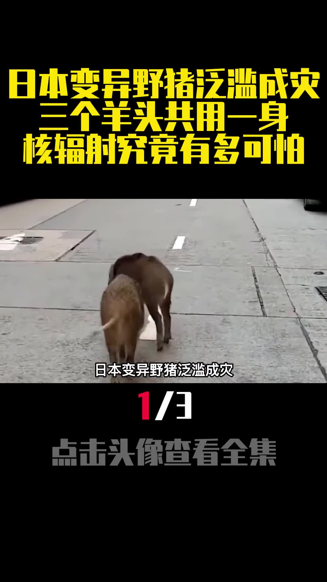 日本变异野猪泛滥成灾三个羊头共用一身核辐射究竟有多可怕1