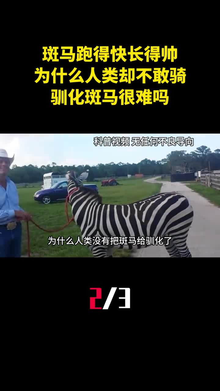 斑马跑得快长得帅为什么人类却不敢骑驯化斑马很难吗2