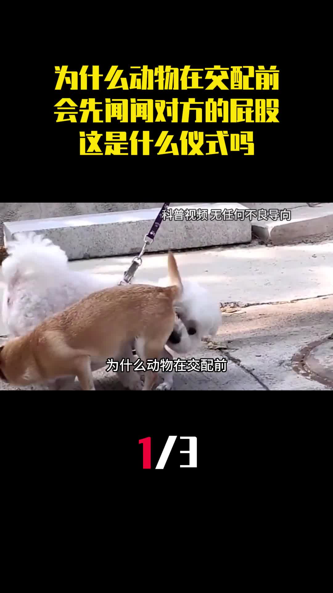 为什么动物在交配前会先闻闻对方的屁股这是什么仪式吗1