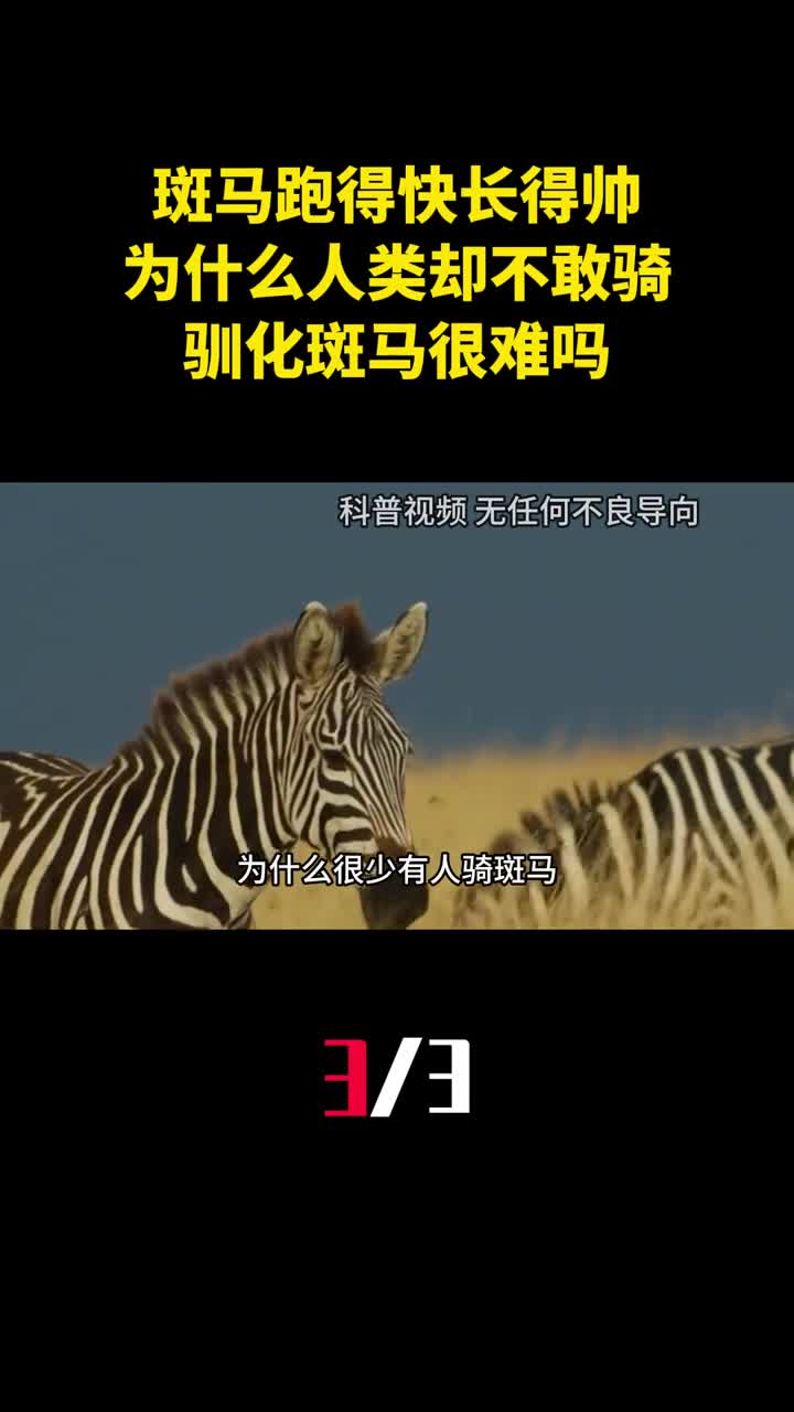 斑马跑得快长得帅为什么人类却不敢骑驯化斑马很难吗3