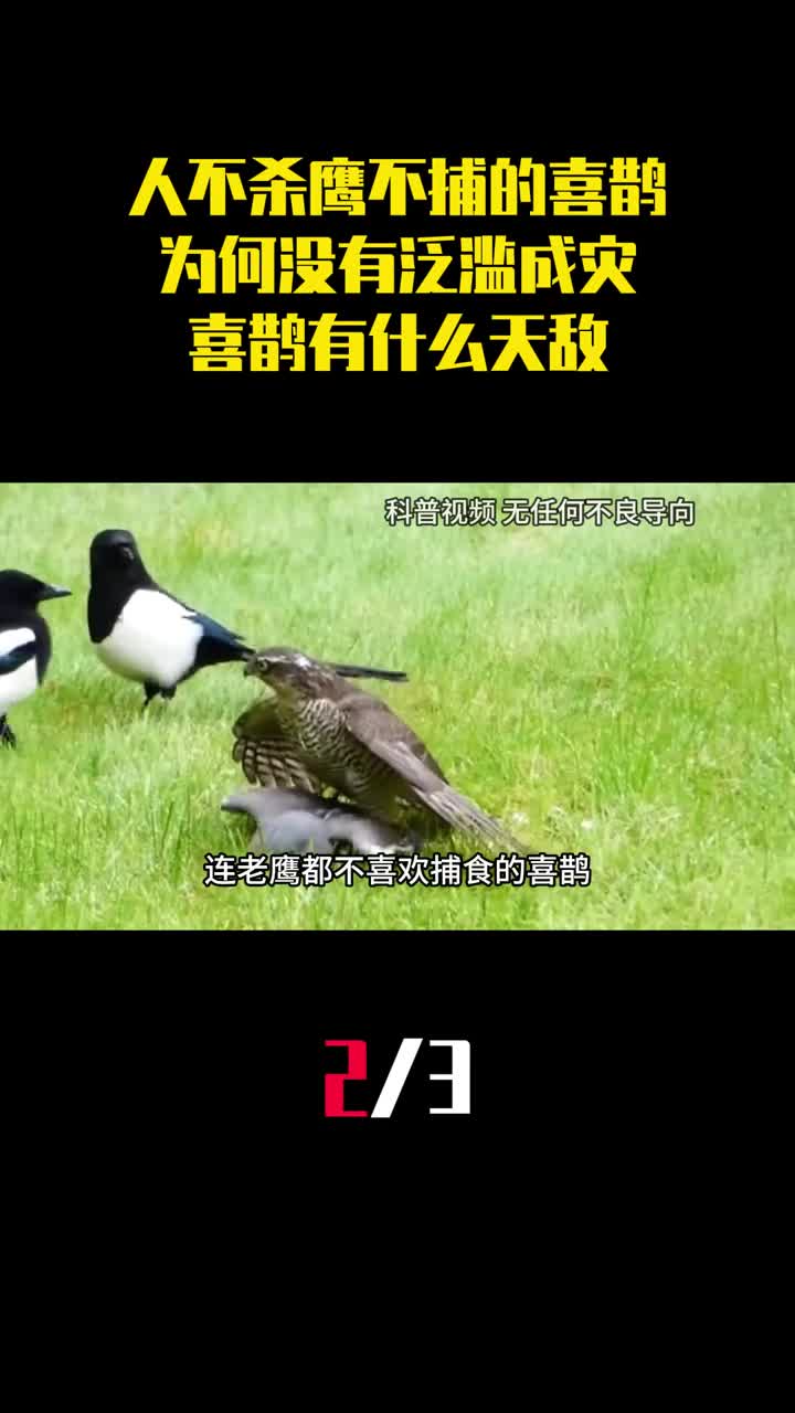 人不杀鹰不捕的喜鹊为何没有泛滥成灾喜鹊有什么天敌2