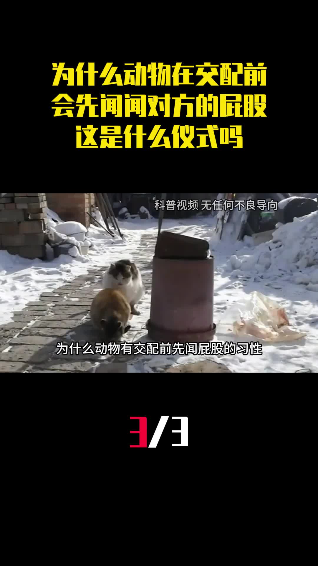 为什么动物在交配前会先闻闻对方的屁股这是什么仪式吗3