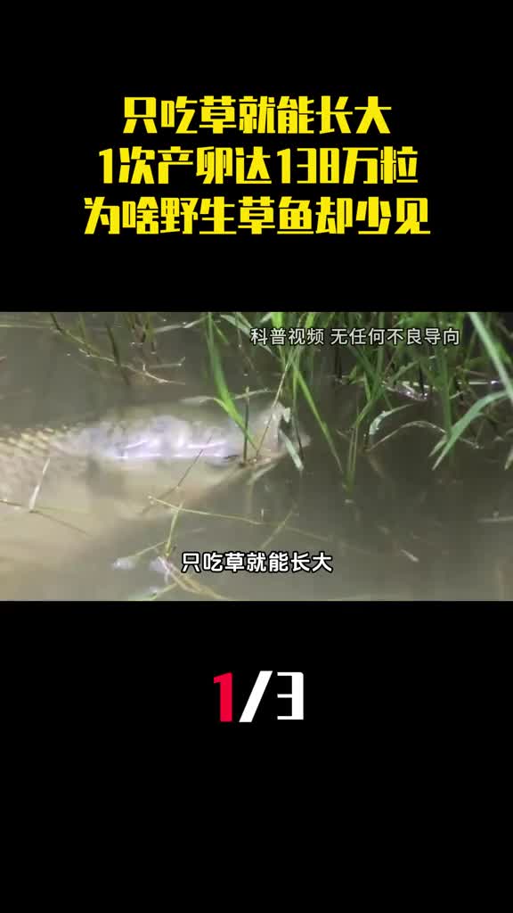 只吃草就能长大1次产卵多达138万粒为啥野生草鱼却很少见1