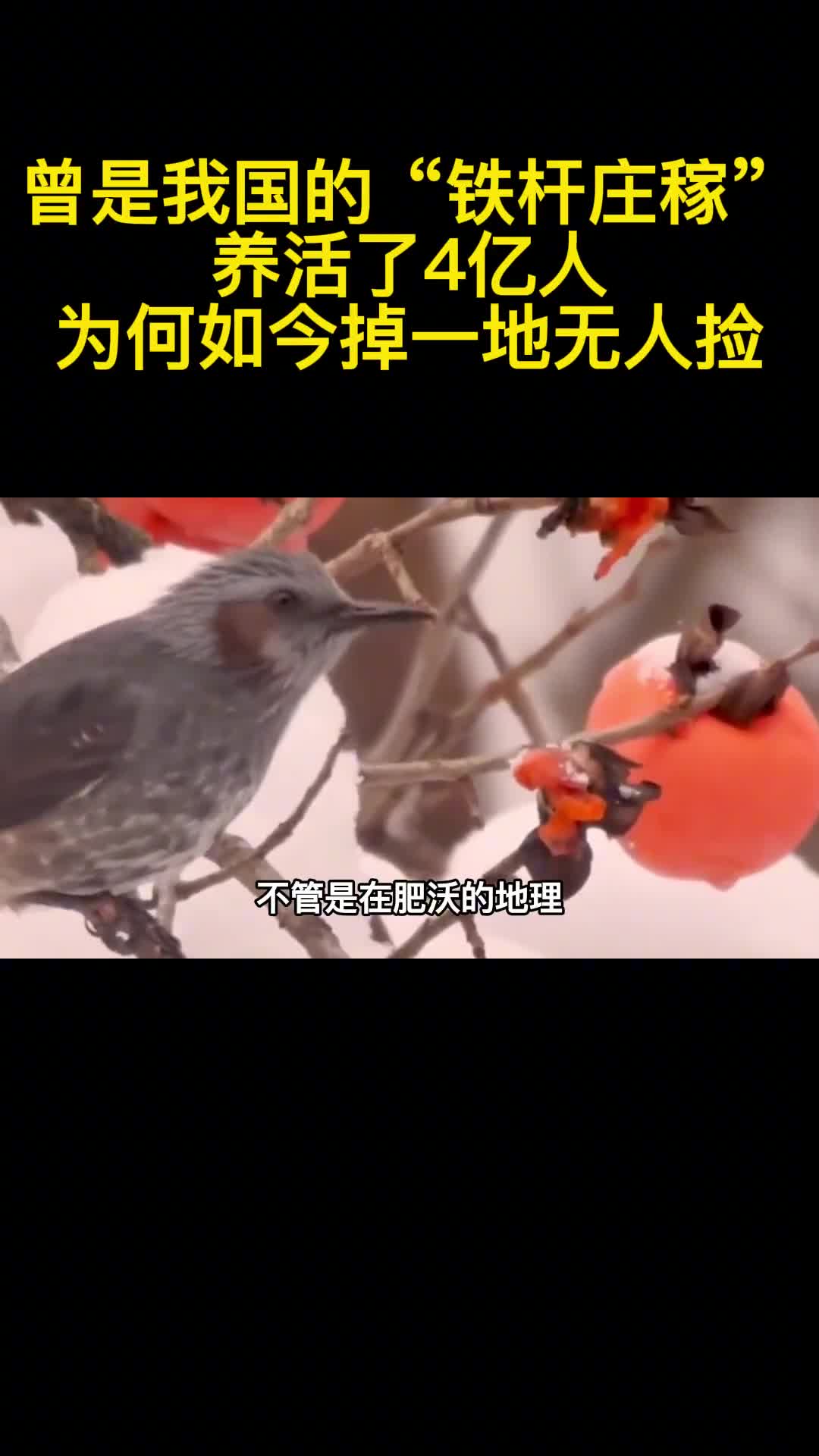 曾是我国的铁杆庄稼养活了4亿人为何如今掉一地无人捡2