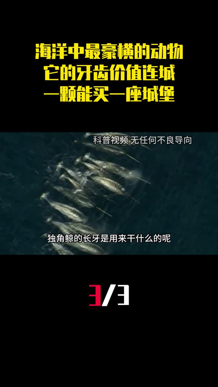 海洋中最豪横的动物它的牙齿价值连城一颗能买一座城堡3