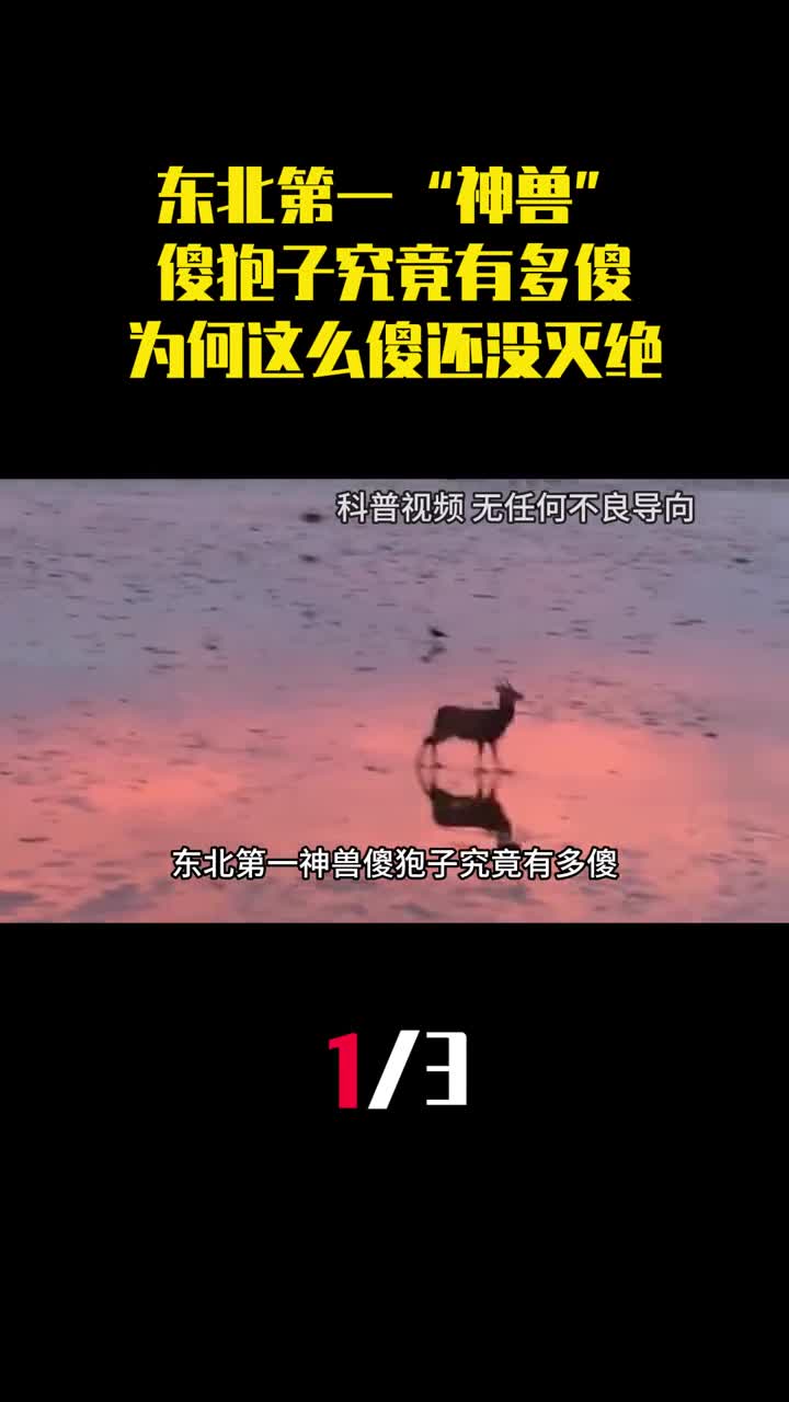 东北第一神兽傻狍子究竟有多傻为何这么傻还没灭绝1