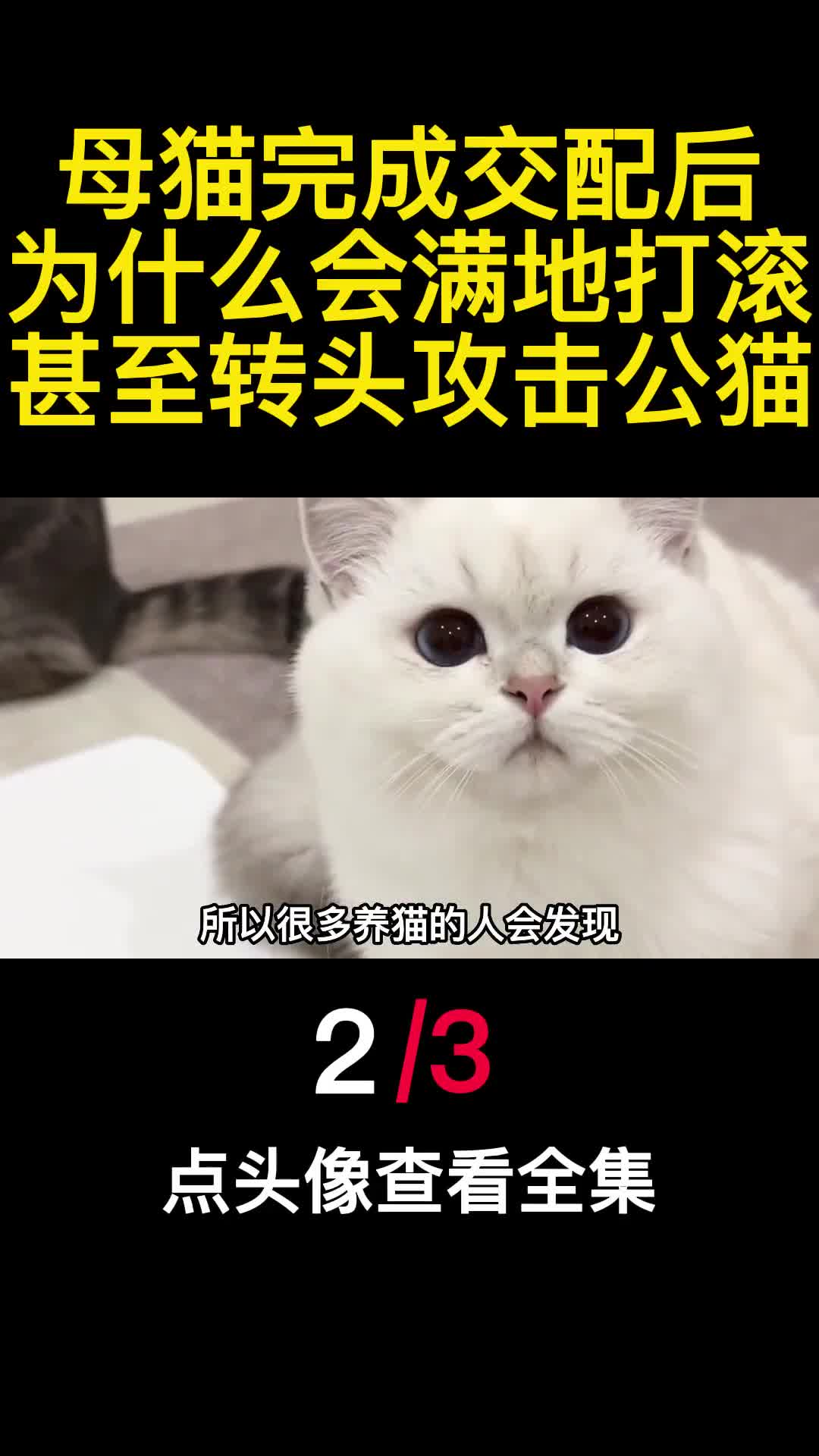 母猫完成交配后为什么会满地打滚甚至转头攻击公猫2