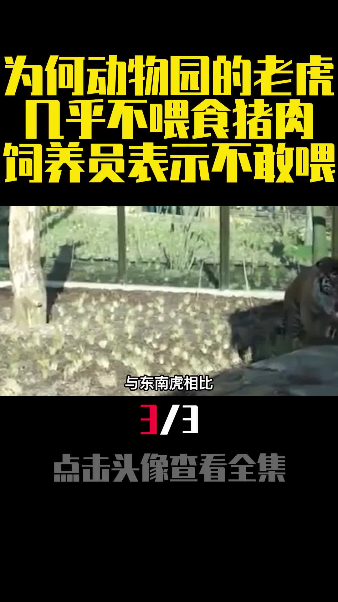 为何动物园的老虎几乎不喂食猪肉饲养员表示不敢喂3