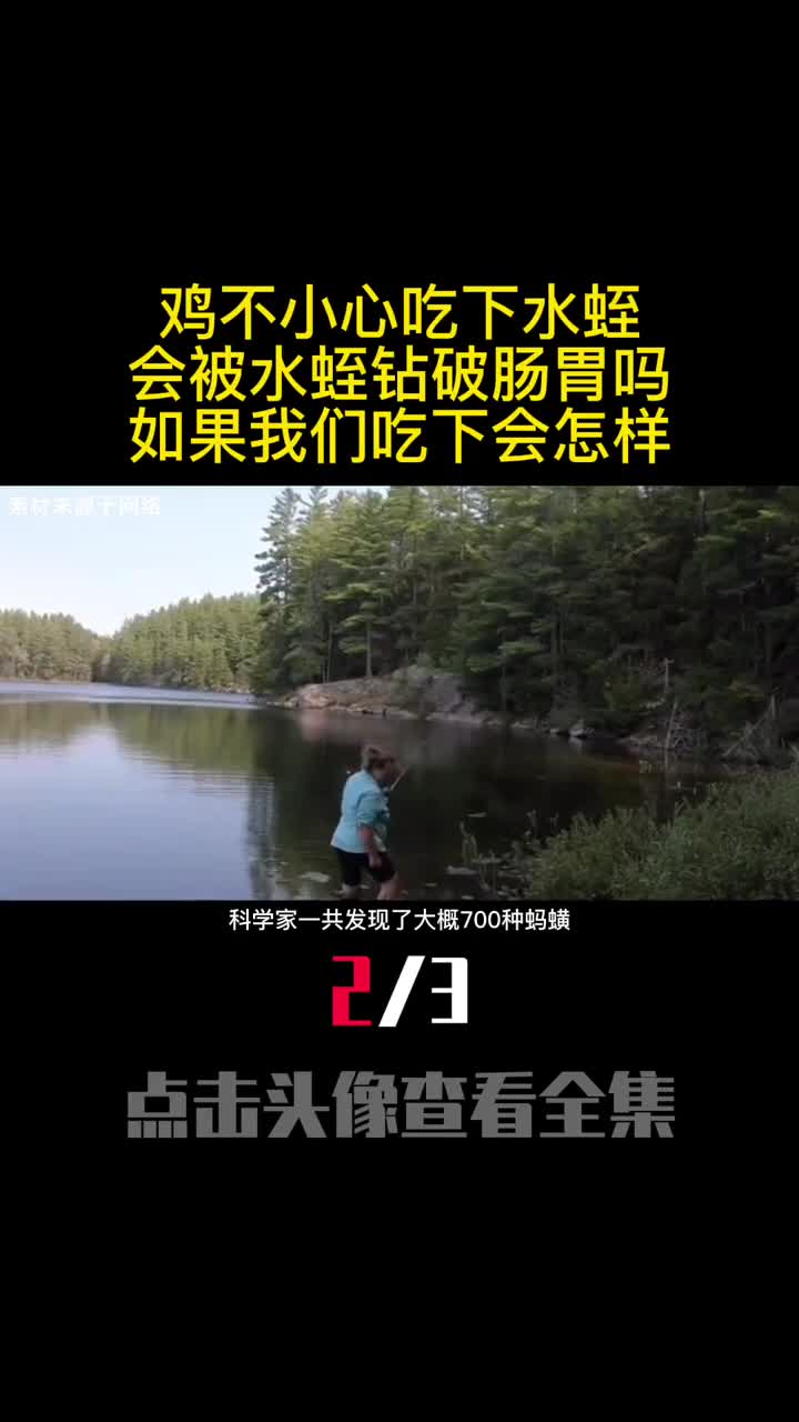 鸡不小心吃下水蛭会被水蛭钻破肠胃吗如果我们吃下会怎样2