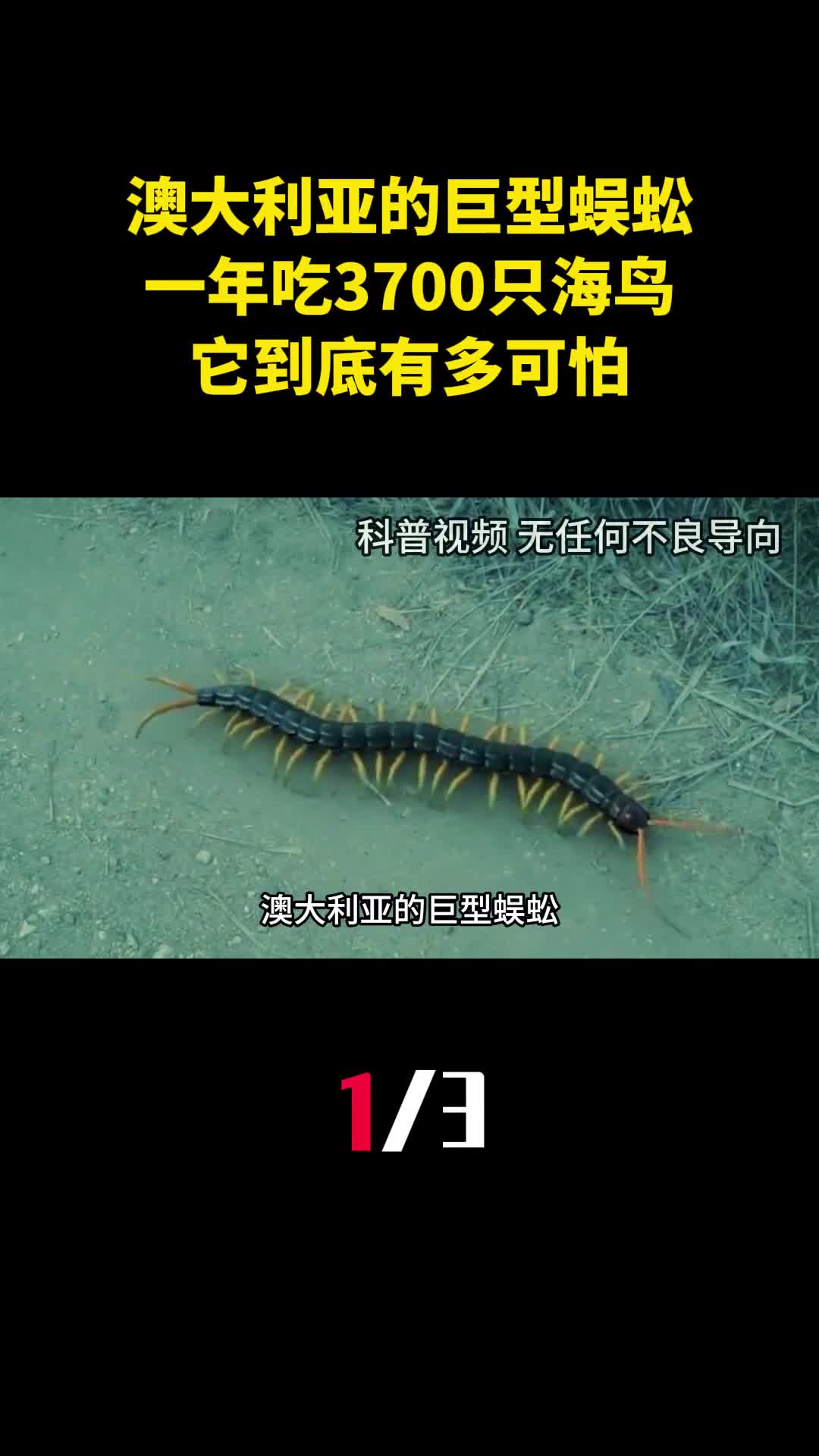 澳大利亚的巨型蜈蚣一年吃3700只海鸟它到底有多可怕1