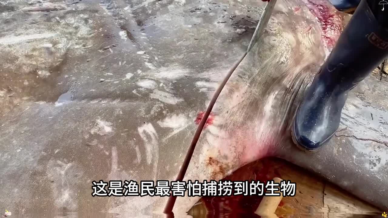 这是渔民最害怕捕捞到的鱼类一但捕捞到就会立马丢掉