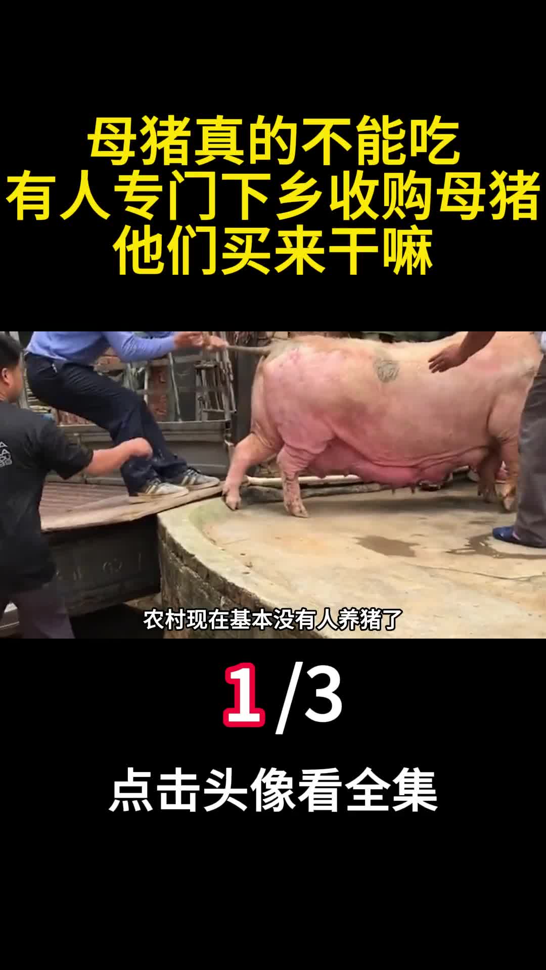 母猪真的不能吃有人专门下乡收购母猪他们买来干嘛1