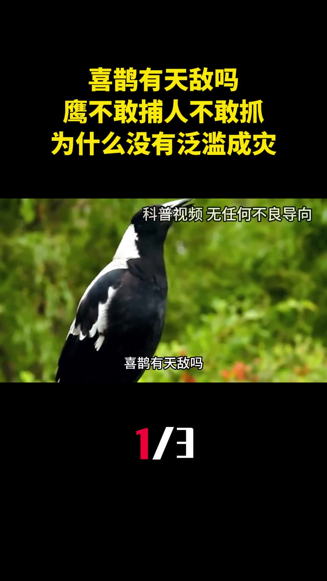 喜鹊有天敌吗鹰不敢捕人不敢抓的喜鹊为什么没有泛滥成灾1