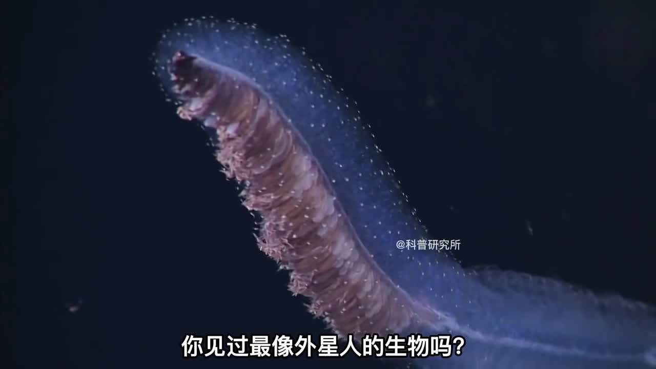 深海里发现了类似外星物种的生物最后一个太神秘了三