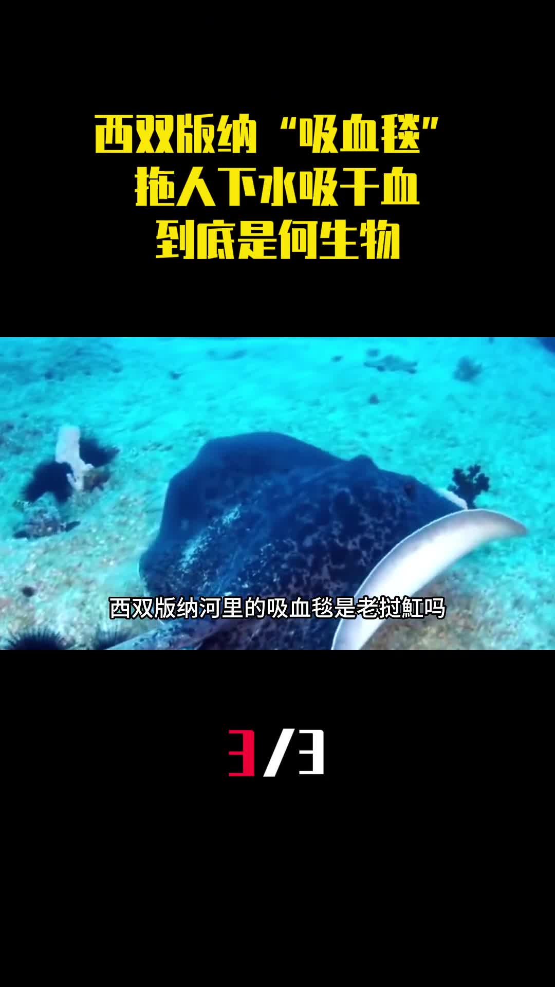 传说西双版纳河里有吸血毯拖人下水吸干血到底是何生物3