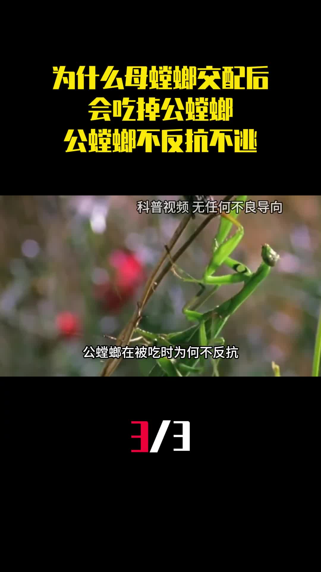 为什么母螳螂交配后会吃掉公螳螂而公螳螂不反抗也不逃走3