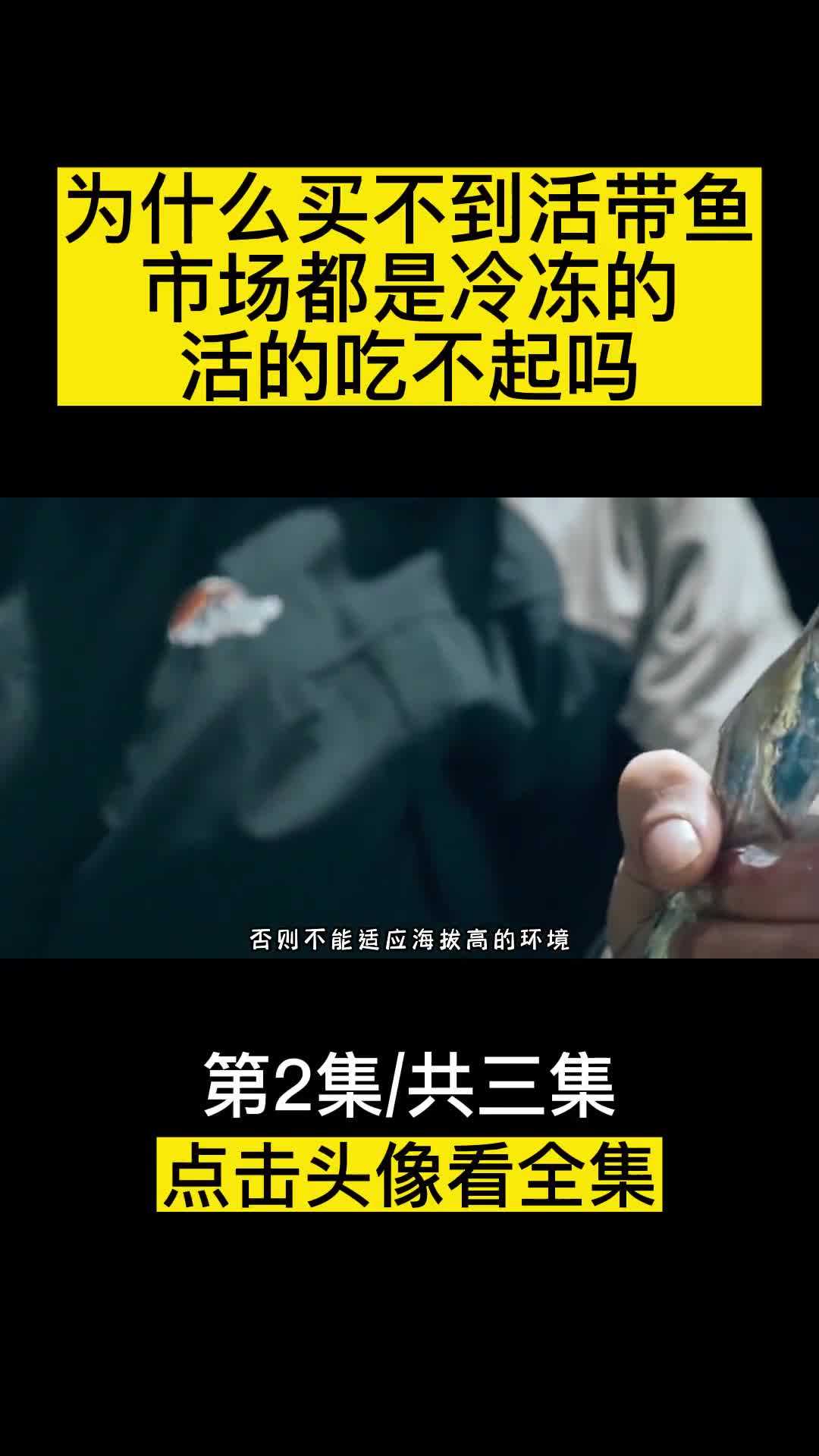 为什么买不到活带鱼市场都是冷冻的难道活的吃不起吗