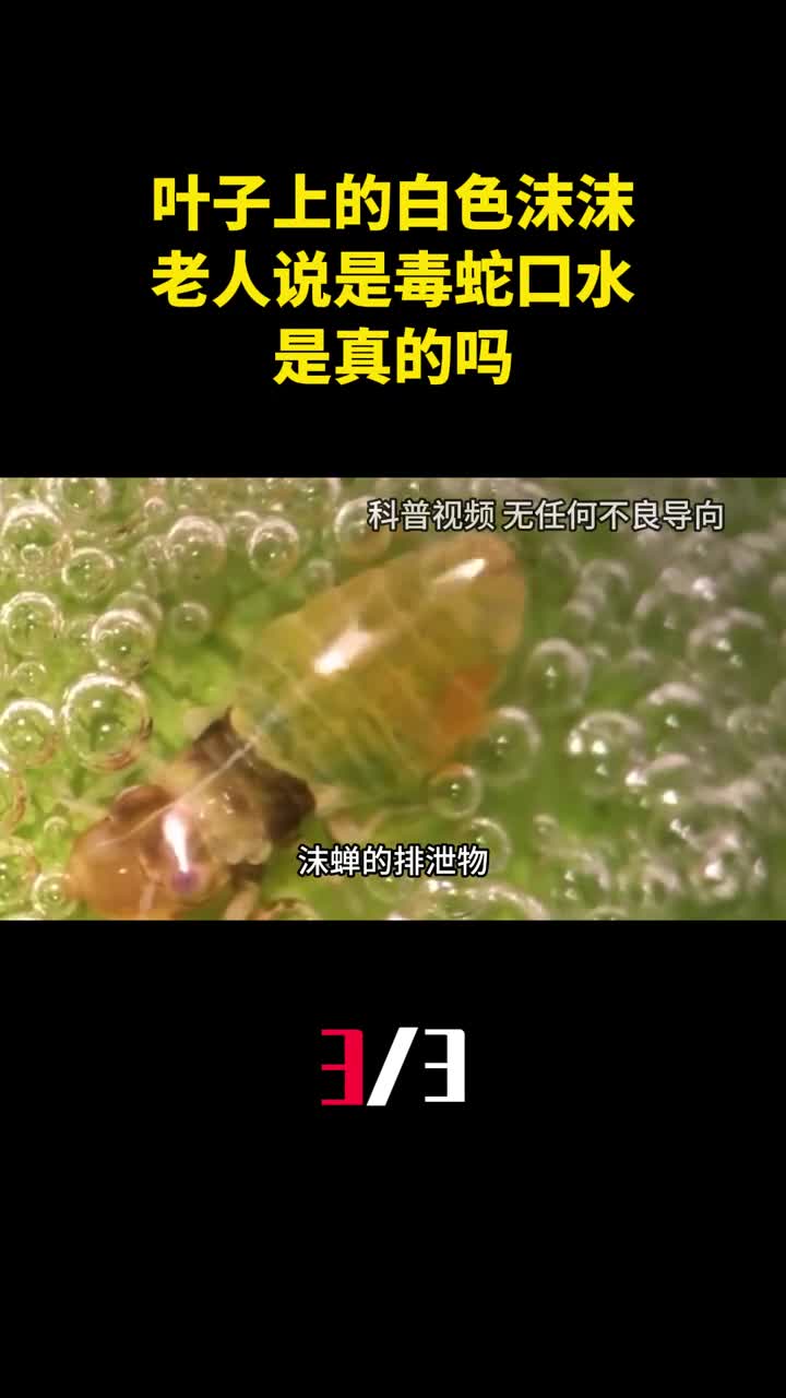 植物叶子上的白色沫沫老人说是毒蛇口水是真的吗3