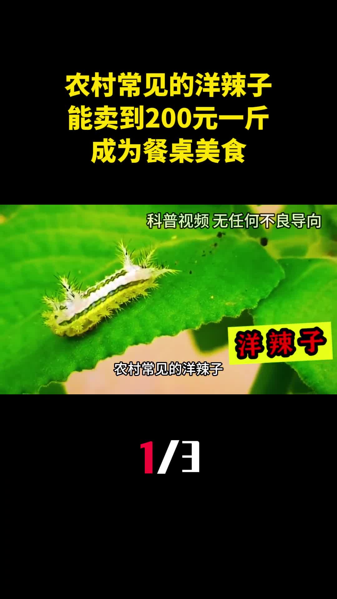 农村常见的洋辣子为什么能卖到200元一斤成为餐桌美食1