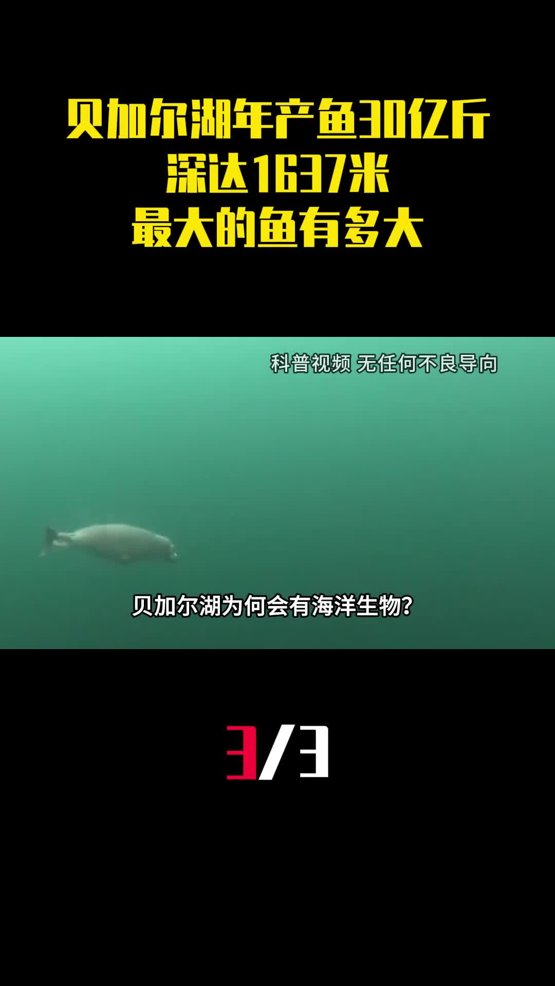 年产鱼30亿斤深达1637米贝加尔湖里最大的鱼有多大3