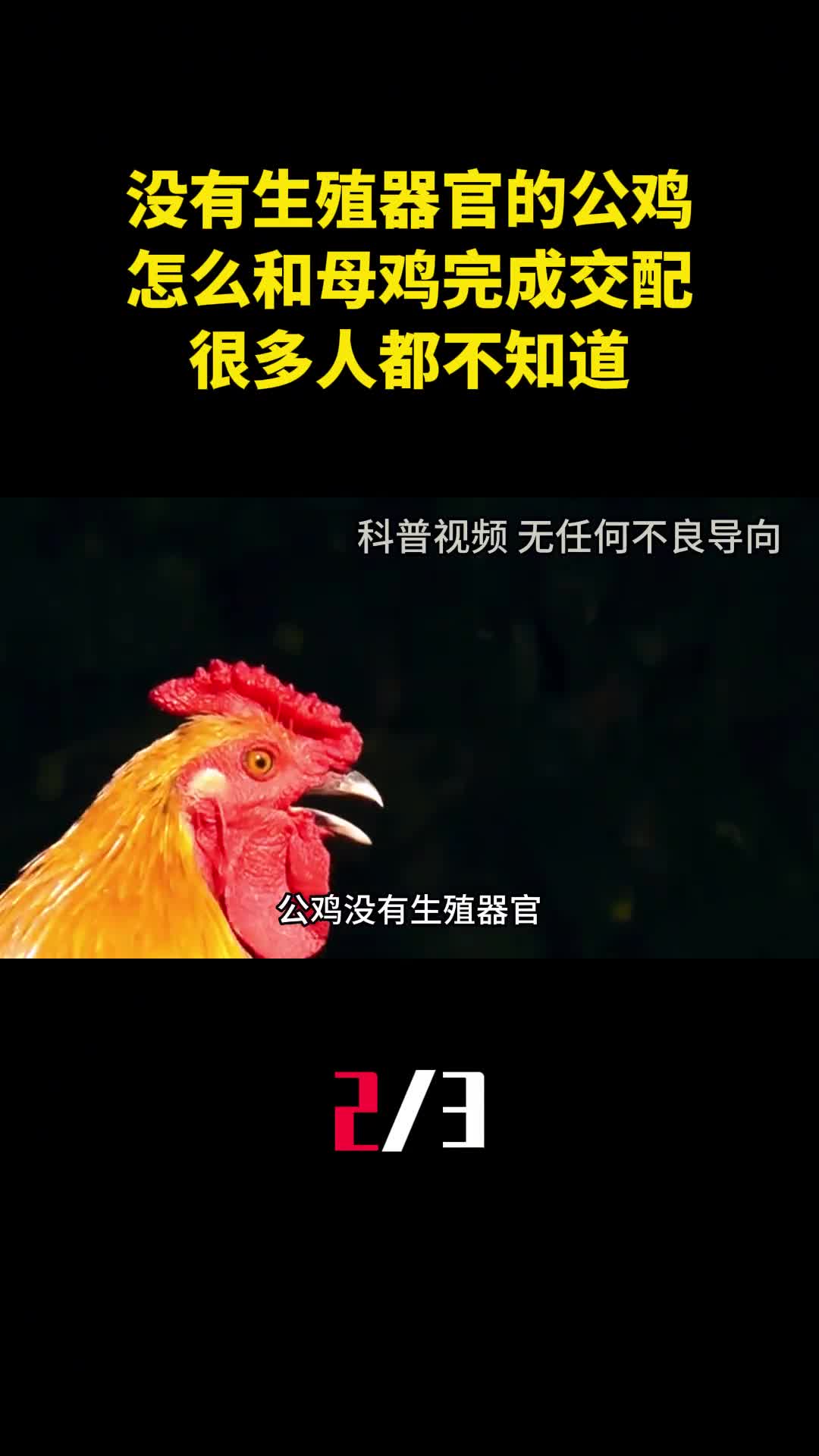 没有生殖器官的公鸡怎么和母鸡完成交配很多人都不知道2