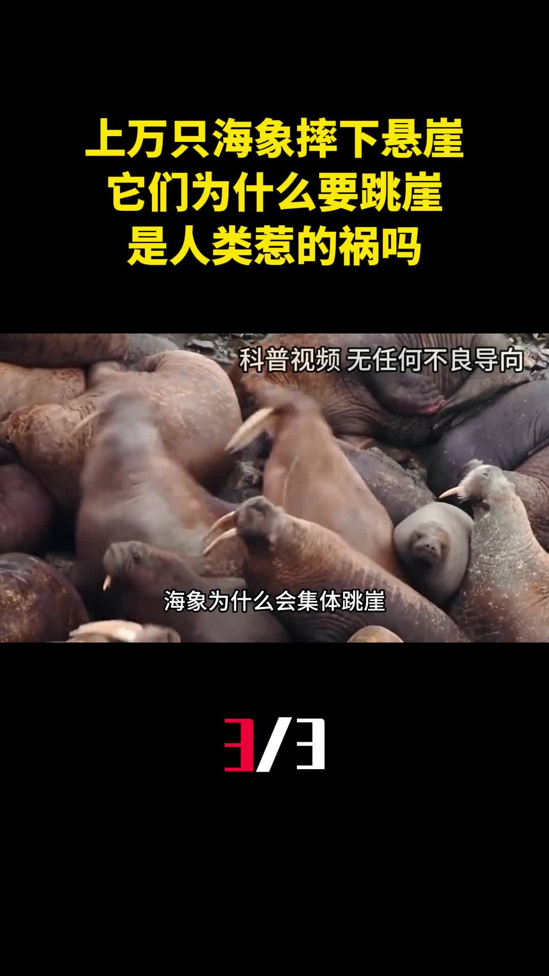 成千上万只海象摔下悬崖它们为什么要跳崖是人类惹的祸吗3
