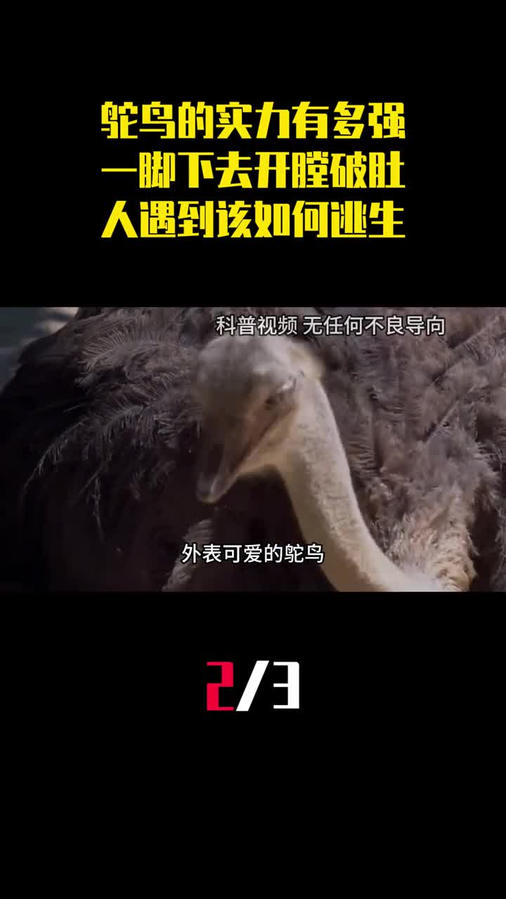 鸵鸟的实力有多强一脚下去开膛破肚人遇到该如何逃生2