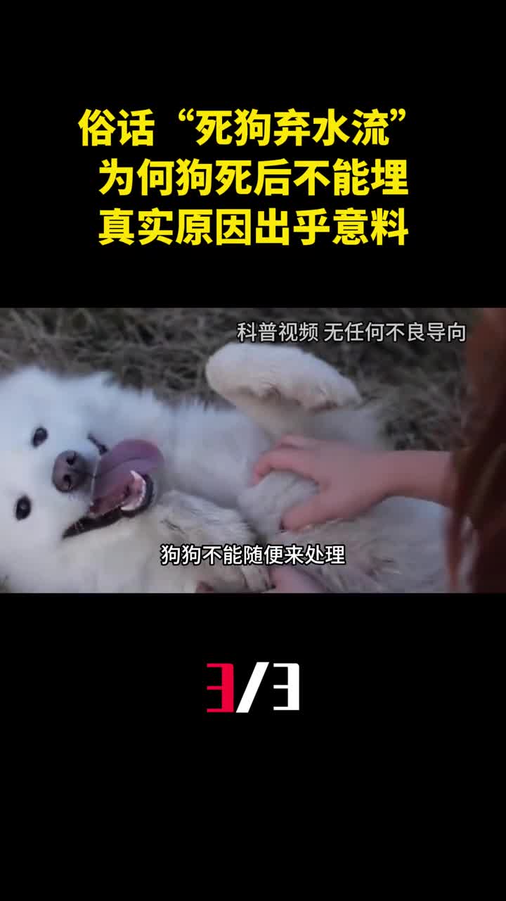 俗话说死狗弃水流为何狗死后不能埋真实原因出乎意料3