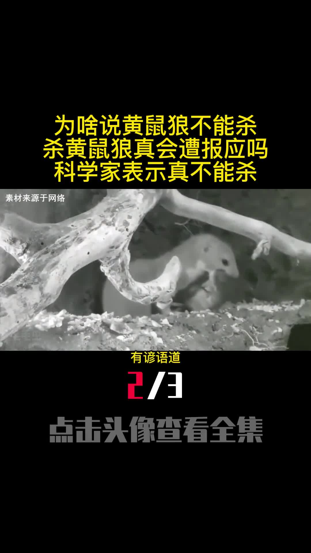 为啥说黄鼠狼不能杀杀黄鼠狼真会遭报应吗科学家表示真不能杀2