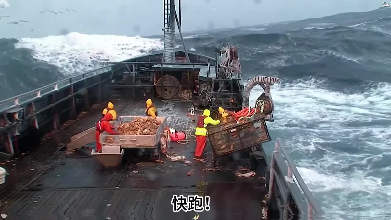 船员们历尽千辛万苦竟是为了捕捞捕捞价值不菲的金枪鱼