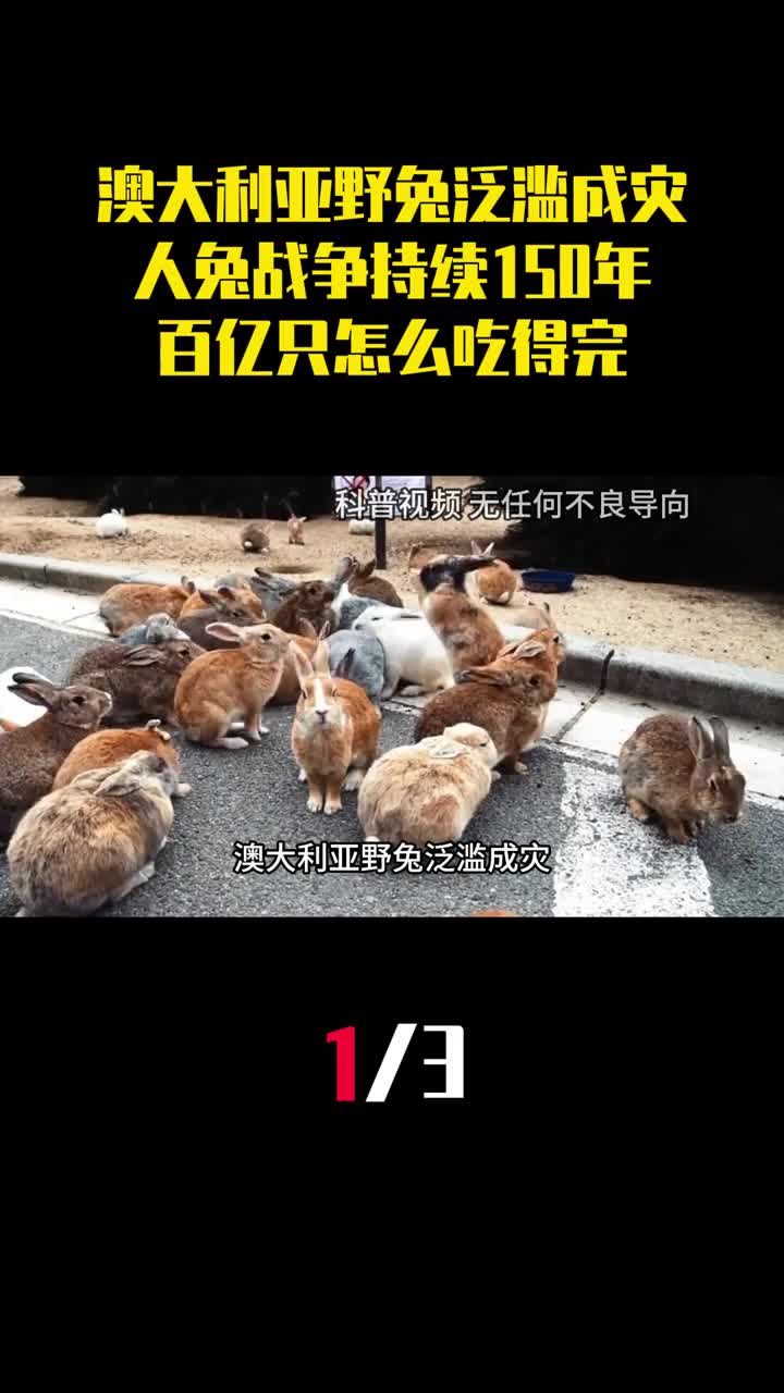 澳大利亚野兔泛滥成灾人兔战争持续150年百亿只怎么吃得完1
