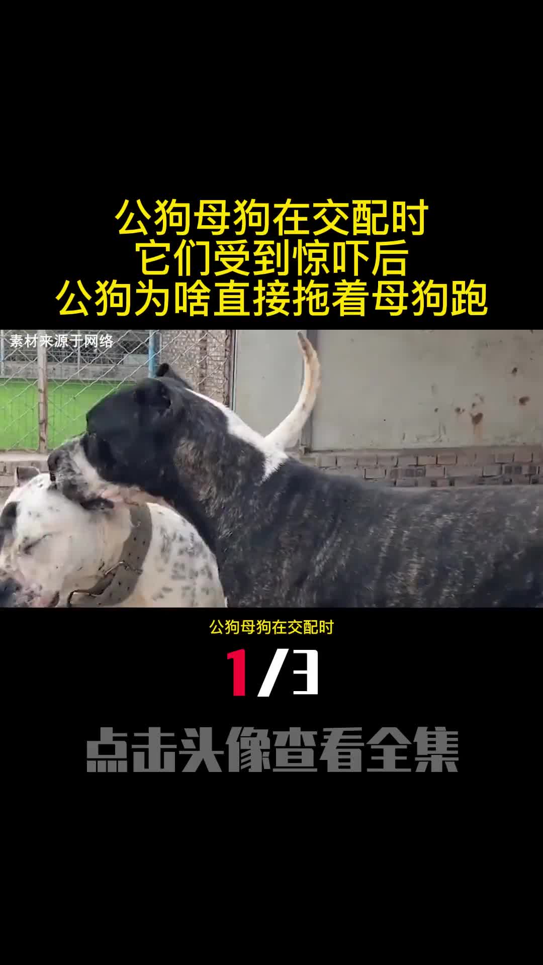 公狗母狗在交配时它们受到惊吓后公狗为啥直接拖着母狗跑1