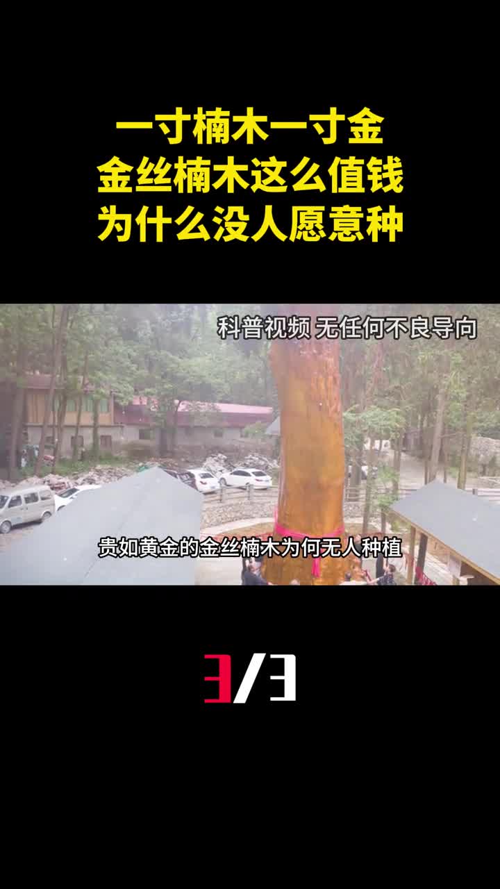 一寸楠木一寸金金丝楠木这么值钱为什么没人愿意种3