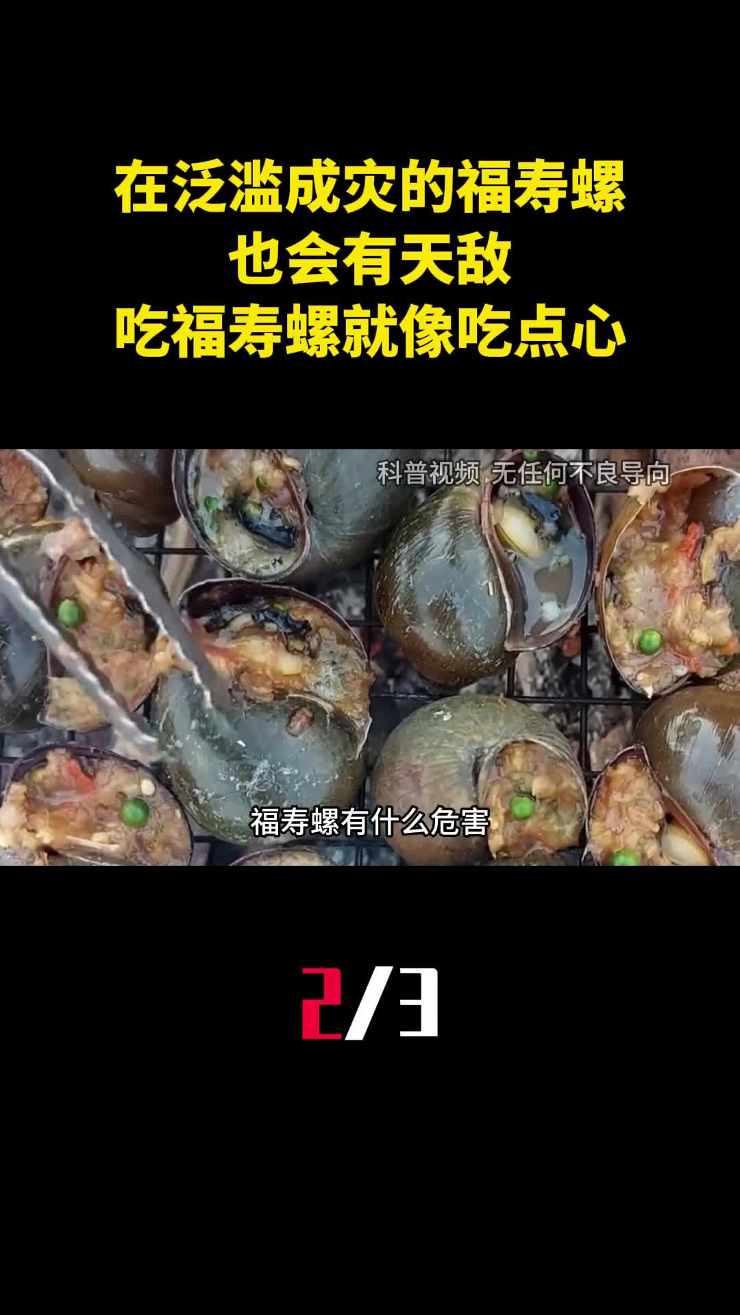 在我国泛滥成灾的福寿螺也会有天敌吃福寿螺就像吃点心2