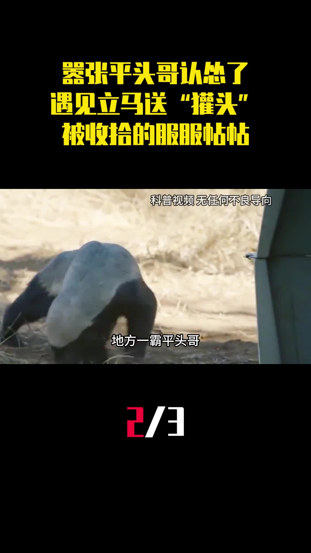 嚣张平头哥认怂了遇见立马送獾头被收拾的服服帖帖2