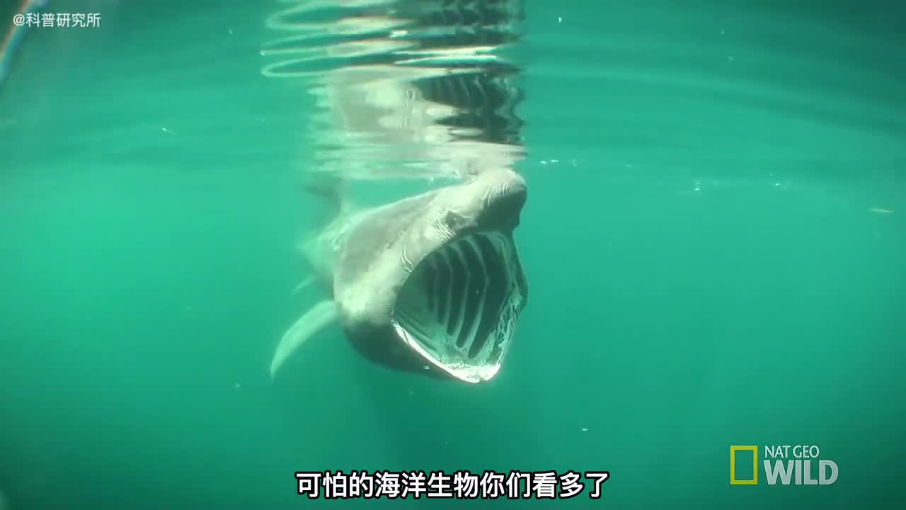 海洋里最漂亮的十大生物最后一个超可爱一