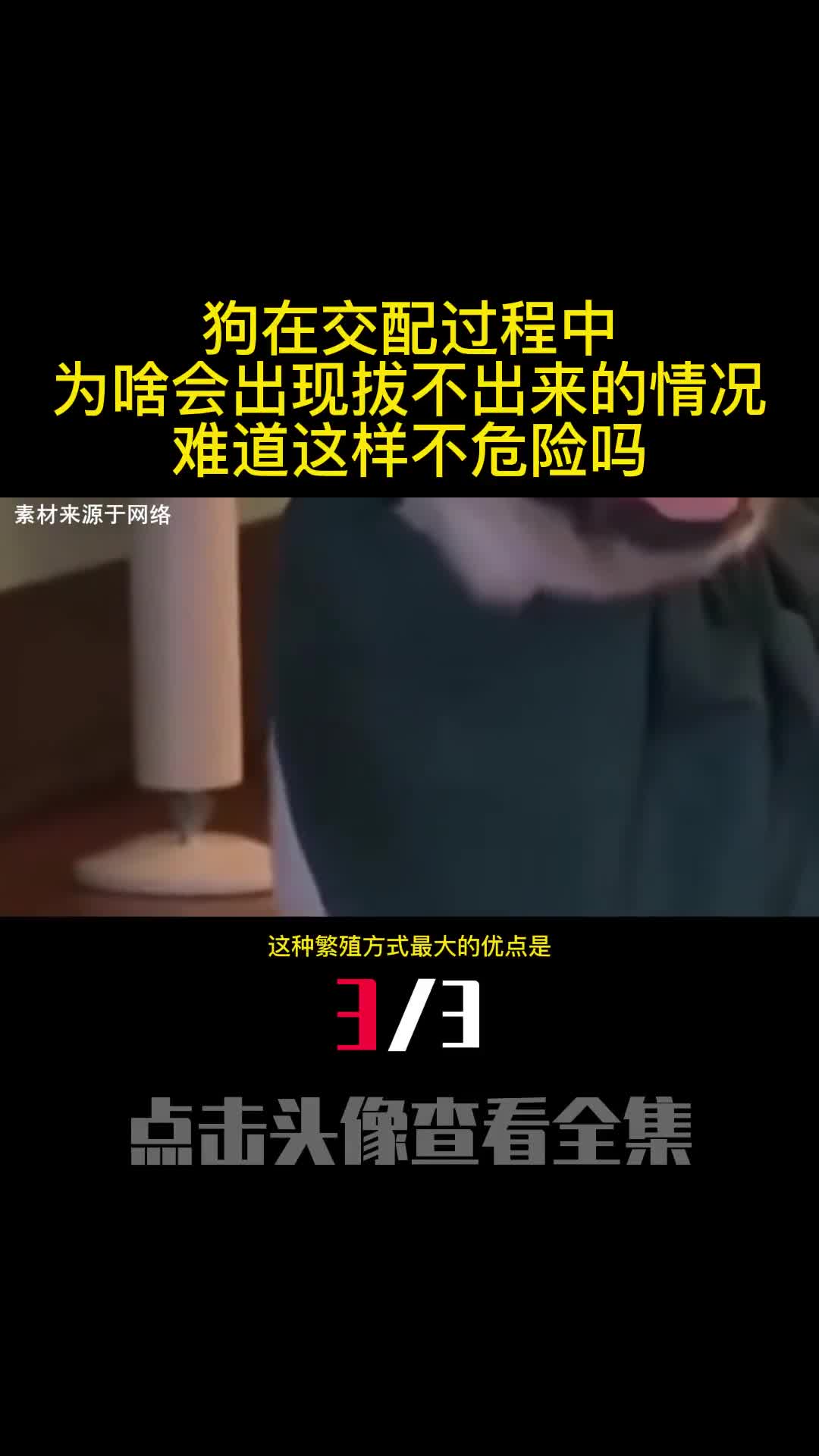 狗在交配过程中为啥会出现拔不出来的情况难道这样不危险吗3