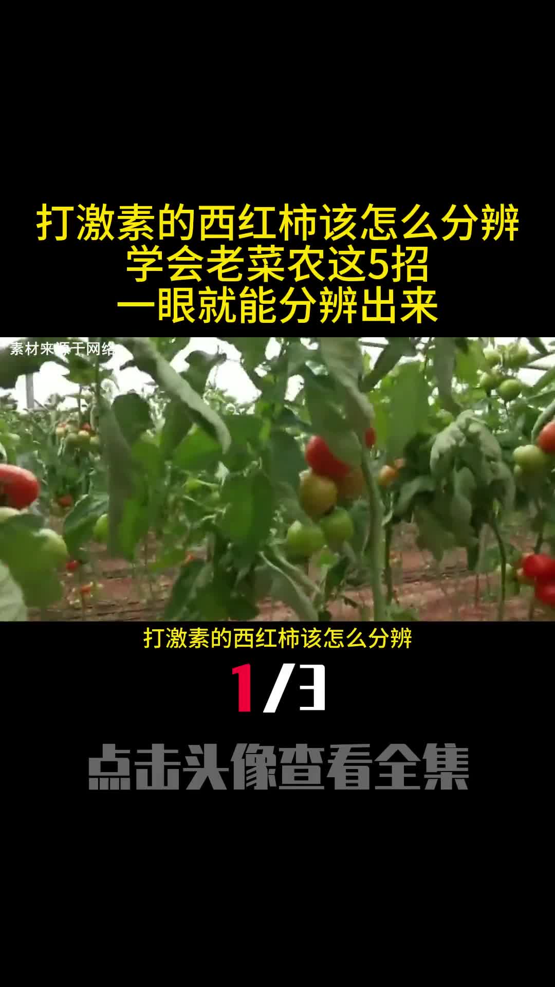 打激素的西红柿该怎么分辨学会老菜农这5招一眼就能分辨出来1