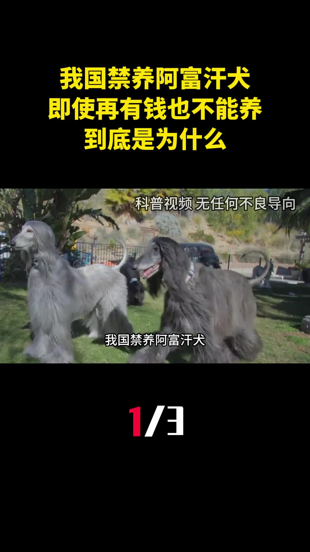 我国禁养阿富汗犬即使再有钱也不能养到底是为什么1