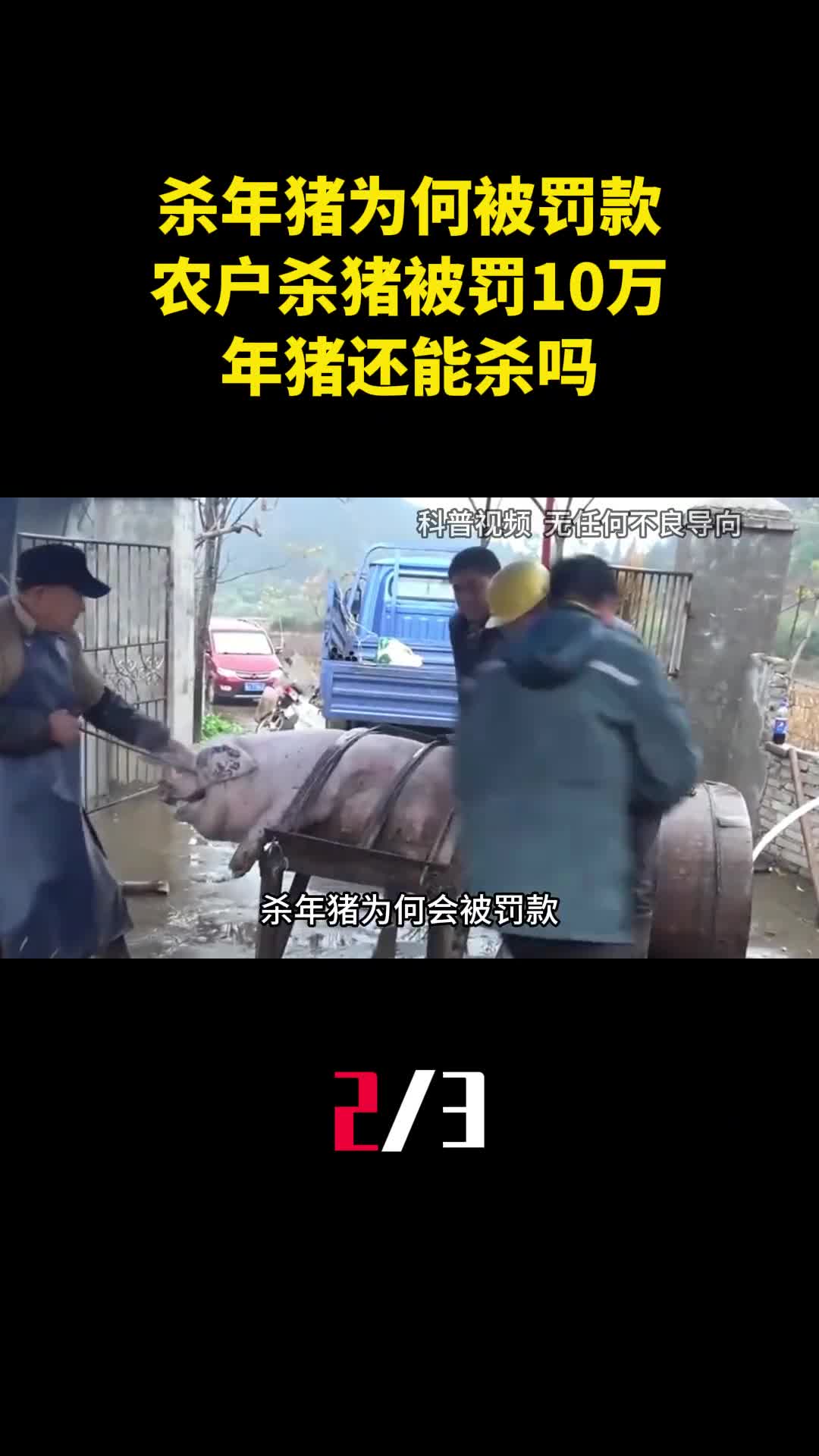 杀年猪为何被罚款多个农户杀猪被罚10万年猪还能杀吗2