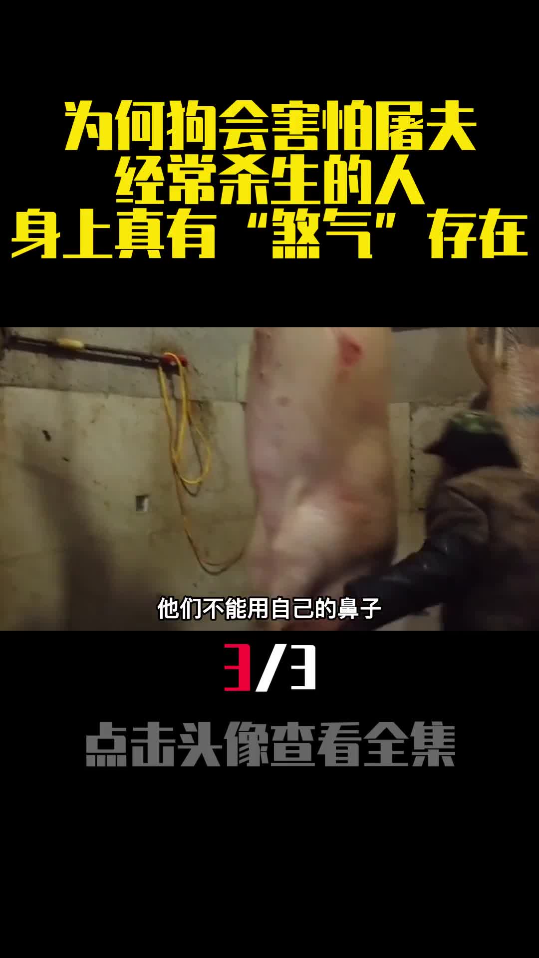为何狗会害怕屠夫经常杀生的人身上真有煞气存在3