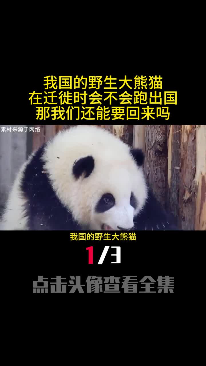 我国的野生大熊猫在迁徙时会不会跑出国那我们还能要回来吗1
